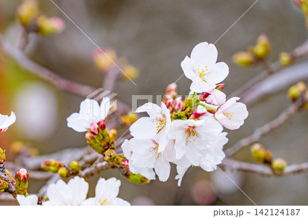 春の枝に咲く白い桜とピンクのつぼみ 春の枝に咲く白い桜とピンクのつぼみ 142124187