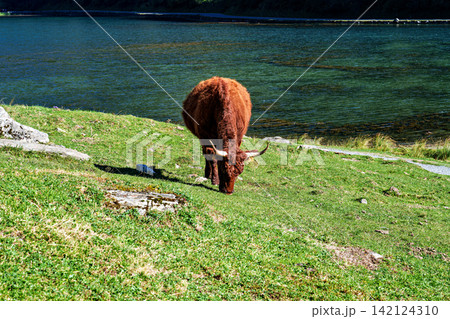 Cows in a meadow by the wonderful altitude lake of Lac d'Estaing in the Lavedan, Hautes-Pyrenees, France. Cows in a meadow by the wonderful altitude lake of Lac d'Estaing in the Lavedan, Hautes-Pyrenees, France. 142124310