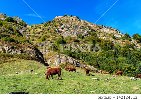 Cows in a meadow by the wonderful altitude lake of Lac d'Estaing in the Lavedan, Hautes-Pyrenees, France. Cows in a meadow by the wonderful altitude lake of Lac d'Estaing in the Lavedan, Hautes-Pyrenees, France. 142124312