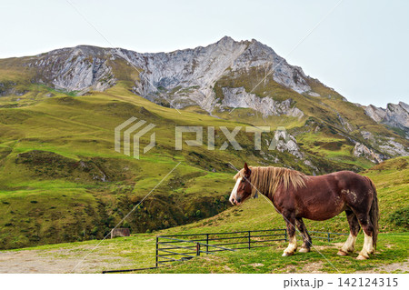 Wild horses at the Col du Soulor, France. Mountain pass in the Pyrenees. Part of the Tour de France Wild horses at the Col du Soulor, France. Mountain pass in the Pyrenees. Part of the Tour de France 142124315