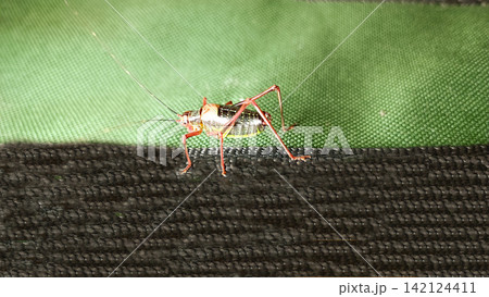Close up of a striking cricket like insect with a striped light body and reddish orange head, legs and antennae. It stands on a dark textured surface against a green backdrop... Close up of a striking cricket like insect with a striped light body and reddish orange head, legs and antennae. It stands on a dark textured surface against a green backdrop... 142124411