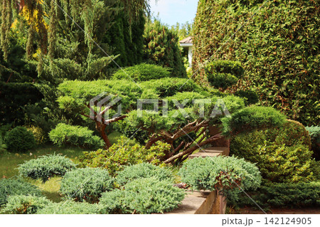Beautifully designed garden showcasing diverse green conifers, junipers, and niwaki, creating a serene and well maintained outdoor space Beautifully designed garden showcasing diverse green conifers, junipers, and niwaki, creating a serene and well maintained outdoor space 142124905