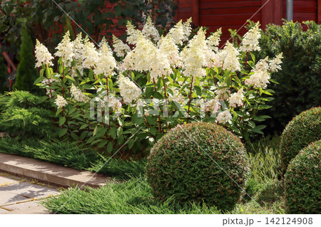 Hydrangea paniculata Limelight shrubs blooming white conical flowers, creating a beautiful and classic aesthetic in a well maintained garden Hydrangea paniculata Limelight shrubs blooming white conical flowers, creating a beautiful and classic aesthetic in a well maintained garden 142124908