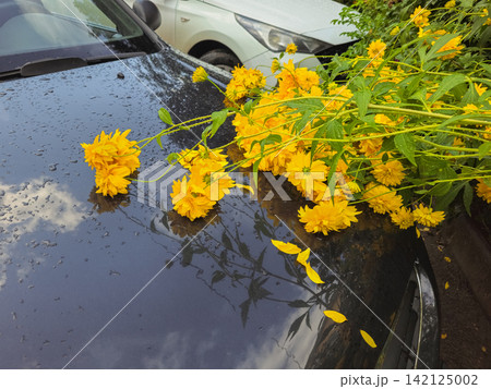 Yellow flowers heavy with raindrops on a wet black car after a heavy downpour. Yellow flowers heavy with raindrops on a wet black car after a heavy downpour. 142125002