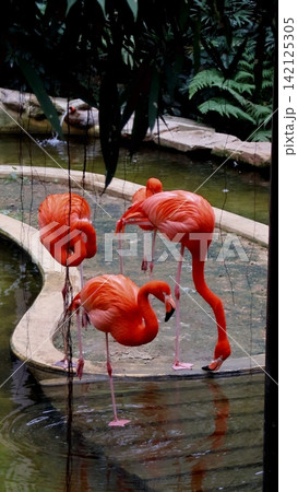 Three American flamingo (Phoenicopterus ruber) elegantly dipping into a pond amidst a serene environment in the premier public bird sanctuary of Edward Youde Aviary located within Hong Kong Park 142125305