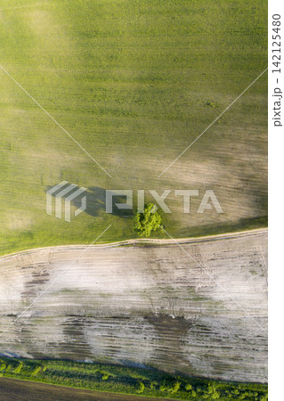 sown agricultural field, view from above 142125480