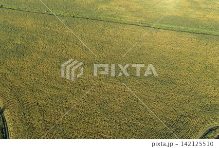 sown agricultural field, view from above 142125510