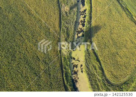 sown agricultural field, view from above 142125530