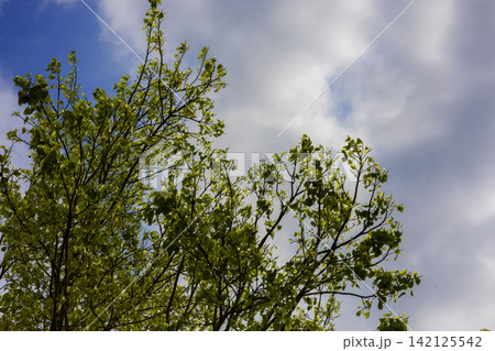 Green Tree Leaves Against Blue Sky With White Clouds Green Tree Leaves Against Blue Sky With White Clouds 142125542