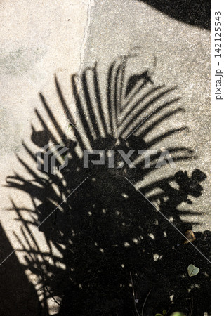 Leaf Shadows On Concrete Ground 142125543