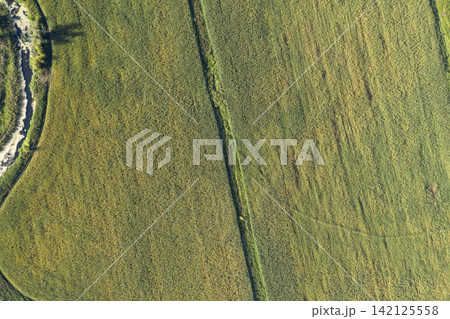 sown agricultural field, view from above 142125558