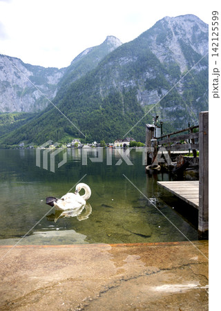 White swan off the shore of Lake Hallstattersee in Hallstatt White swan off the shore of Lake Hallstattersee in Hallstatt 142125599