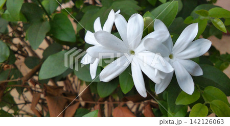 A white jasmine flower in bloom A white jasmine flower in bloom 142126063