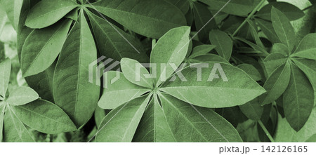Lush, green, palmately shaped cassava leaves. Lush, green, palmately shaped cassava leaves. 142126165