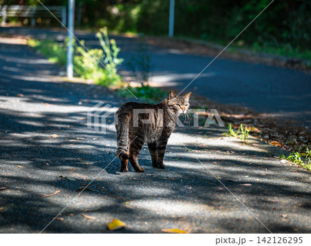 アスファルトに立つ凜とした野良猫 142126295