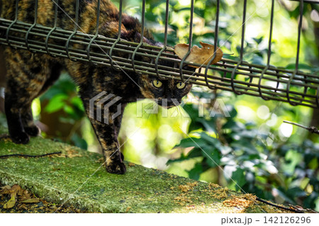 柵から覗く錆模様の野良猫 柵から覗く錆模様の野良猫 142126296