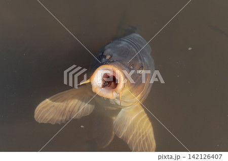 鯉 コイ 魚 口を開ける 淡水魚 池 水面 クローズアップ 接写 生き物 142126407
