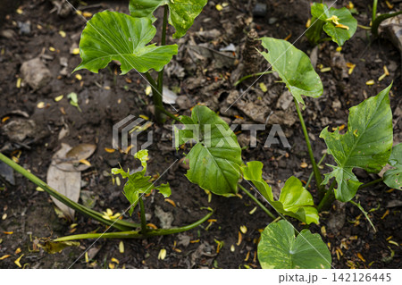 Caladium Leaf Damaged By Hungry Caterpillars Caladium Leaf Damaged By Hungry Caterpillars 142126445