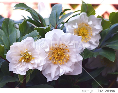 白いクリスマスローズの花の生態写真 白いクリスマスローズの花の生態写真 142126490