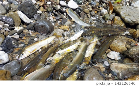 釣り上げたアユ 釣り上げたアユ 142126540