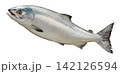 海で泳ぐような斜め上を向いたよく太った秋鮭の魚体・白背景切り抜き画像 142126594