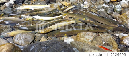 釣り上げたアユ 釣り上げたアユ 142126606