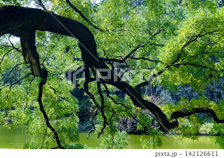 Tree Branch Overhanging a Pond on a Sunny Day Tree Branch Overhanging a Pond on a Sunny Day 142126611