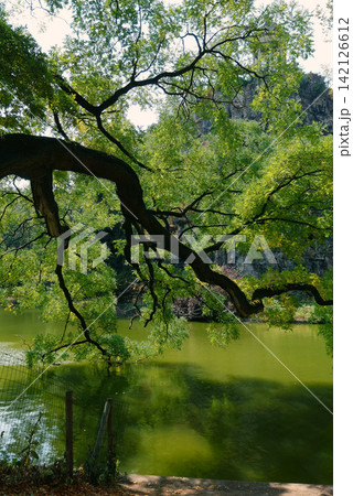 Tree Branch Overhanging a Pond on a Sunny Day Tree Branch Overhanging a Pond on a Sunny Day 142126612