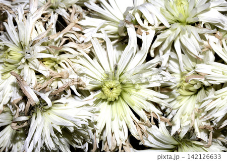 Close up of Chrysanthemum white flowers decaying wilting and drying out Close up of Chrysanthemum white flowers decaying wilting and drying out 142126633