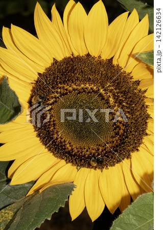 Close up of a bee on a sunflower yellow flower pollinating Close up of a bee on a sunflower yellow flower pollinating 142126634
