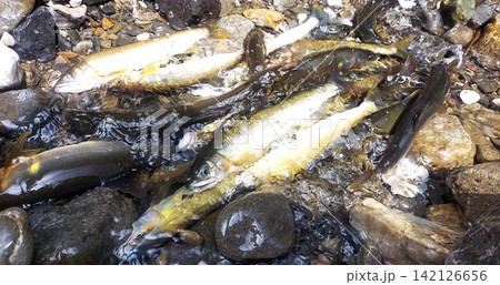 釣り上げたアユ 釣り上げたアユ 142126656