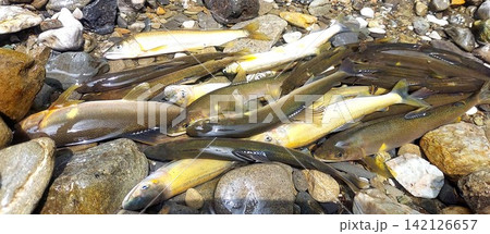 釣り上げたアユ 釣り上げたアユ 142126657