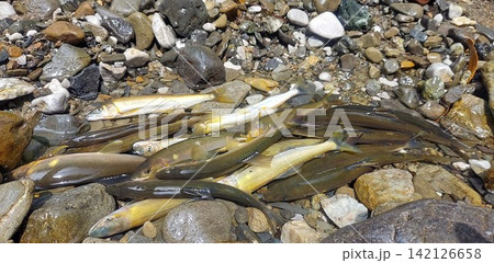 釣り上げたアユ 釣り上げたアユ 142126658
