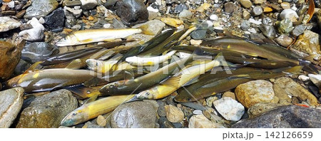 釣り上げたアユ 釣り上げたアユ 142126659