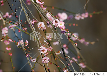 春を告げる花 ウメ 春を告げる花 ウメ 142126764