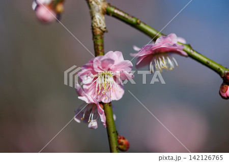 春を告げる花　ウメ 142126765