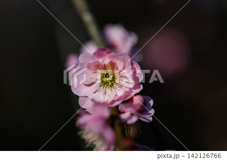 春を告げる花 ウメ 春を告げる花 ウメ 142126766