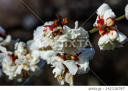 春を告げる花 ウメ 春を告げる花 ウメ 142126767