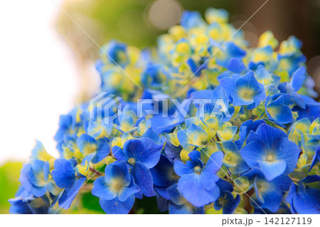 青い紫陽花 青い紫陽花 142127119