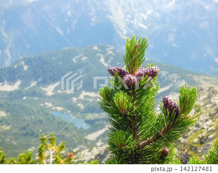 pine branch and Pirin Mountains Bulgaria pine branch and Pirin Mountains Bulgaria 142127481