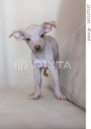 Xoloitzcuintli Mexican Hairless Dog pale blonde puppy standing indoors tilting head curiously Xoloitzcuintli Mexican Hairless Dog pale blonde puppy standing indoors tilting head curiously 142127537