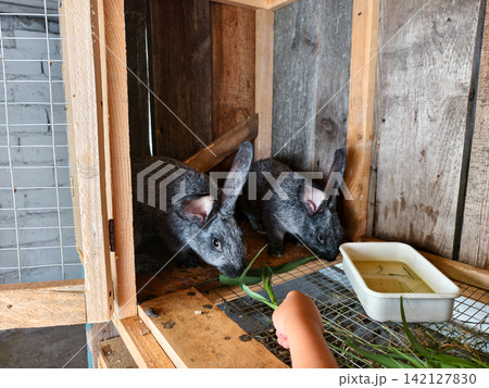 Young hand offering fresh green grass to furry gray rabbits inside a wooden hutch, illustrating animal care, farm life, and responsible pet feeding Young hand offering fresh green grass to furry gray rabbits inside a wooden hutch, illustrating animal care, farm life, and responsible pet feeding 142127830