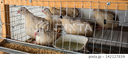 Quails living in a metal wire cage with wooden frame, observed with a feeder filled with pellets and a water bowl, representing concepts of poultry farming, livestock, and animal husbandry 142127839
