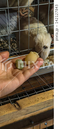 Hand holding two fresh quail eggs, one green and one pale yellow, in front of a wire cage with a feeding quail eating feed, highlighting poultry farming Hand holding two fresh quail eggs, one green and one pale yellow, in front of a wire cage with a feeding quail eating feed, highlighting poultry farming 142127843