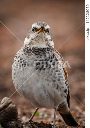 夏になって渡りで姿を消すと鳴き声が聞こえなくなることからツグミの名が付いた冬鳥 夏になって渡りで姿を消すと鳴き声が聞こえなくなることからツグミの名が付いた冬鳥 142128050
