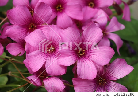春の庭に咲くピンク色のイモカタバミの花 春の庭に咲くピンク色のイモカタバミの花 142128290