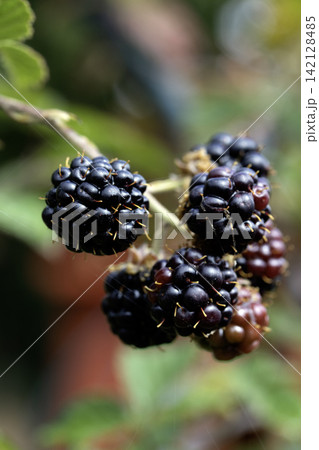Close up for black ripe blackberries on the stem growing Close up for black ripe blackberries on the stem growing 142128485