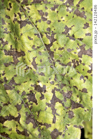 Close up of a large green leaf with disease Close up of a large green leaf with disease 142128486