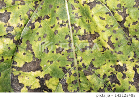 Close up of a large green leaf with disease Close up of a large green leaf with disease 142128488