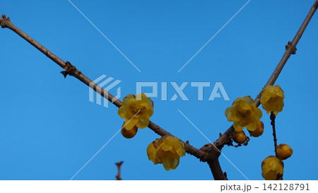 鮮やかな青空を背景に咲く黄色いロウバイの花 142128791